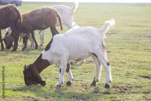 Brown and white goat grazing in the field.