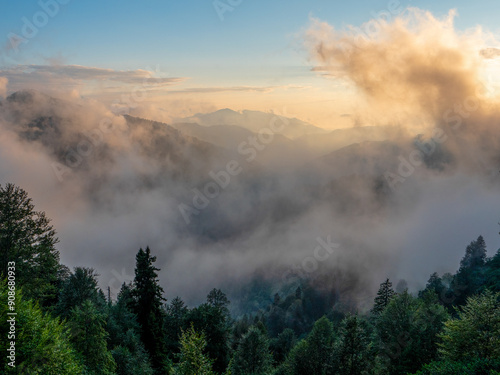 Fog in the forest