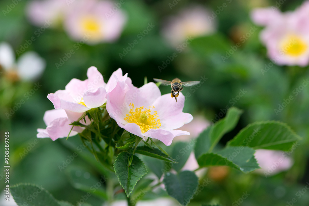 a bee flies to a rosehip flower. Honey bee Apis Mellifera collects nectar on a pink bush rose flower close-up. Delicate flowers on a green background. summer season. macro photo a bee flies to a rosehip flower. Honey bee Apis Mellifera collects nectar on a pink bush rose flower close-up. Delicate flowers on a green background. summer season. macro photo