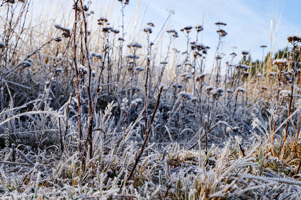 Road trip, Winter, Snowflake and frost over grass and wild flower, Lake Tekapo, Canterbury, New Zealand, South Island Road trip, Winter, Snowflake and frost over grass and wild flower, Lake Tekapo, Canterbury, New Zealand, South Island