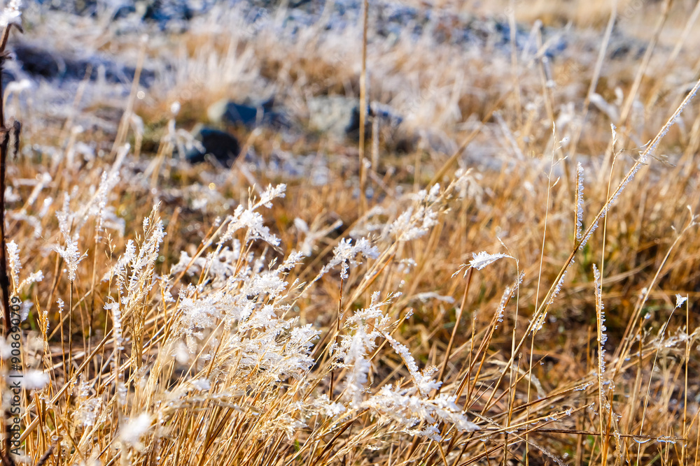 Obraz premium Road trip, Winter, Snowflake and frost over grass and wild flower, Lake Tekapo, Canterbury, New Zealand, South Island 