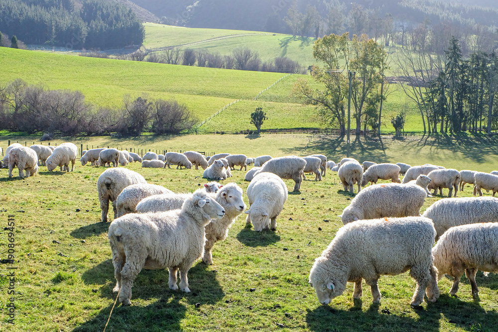 Obraz premium Sheep on the way, road trip at Fairlie, Canterbury, New Zealand, Road trip from Lake Tekapo to Christchurch, South Island 
