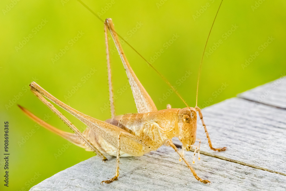 Cricket on a table, macro photography