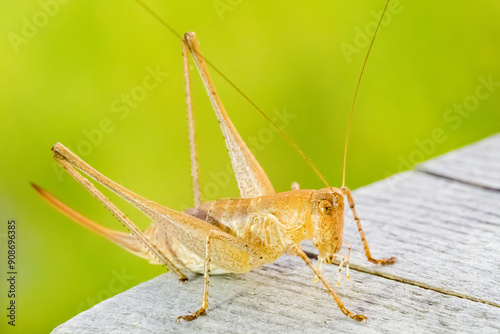 Obraz na płótnie Cricket on a table, macro photography w salonie