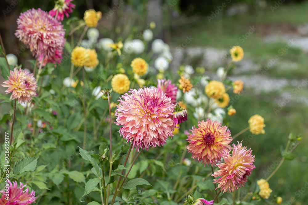 Fimbriated dahlia (Dahlia classification group 11) in a garden. Copyspace. Split ray florets. Fimbriated dahlia (Dahlia classification group 11) in a garden. Copyspace. Split ray florets.