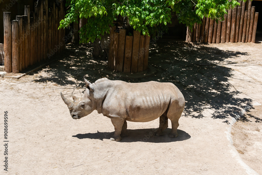 Obraz premium White Rhinoceros Standing in a Sunny Enclosure