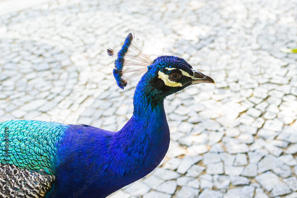 Male Peacock Displaying Feathers in a Garden Setting Male Peacock Displaying Feathers in a Garden Setting