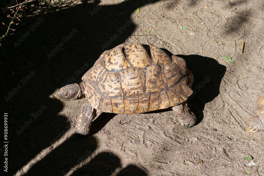 Fototapeta premium Leopard Tortoise Walking on a Sandy Path in the Afternoon Sun
