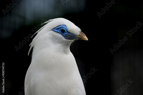 Photography Jalak bali on branch, bird on branch