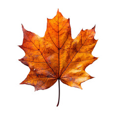 Autumn leaf png. dried up fall leaf top view png. white birch leaf png. maple leaf flat lay isolated. orange fall autumn chestnut leaf png