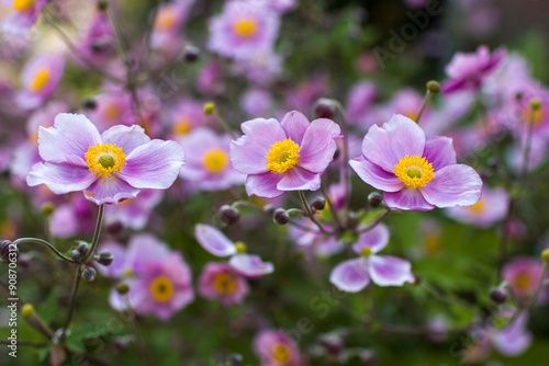 anemone flowers in the garden, summertime