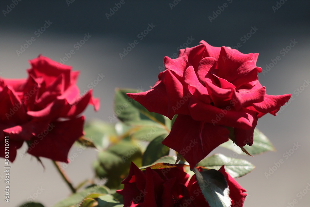 red rose of the sky red rose of the sky