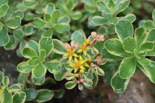 Sedum kamtschaticum Rozchodnik kamczacki Variegatum photo