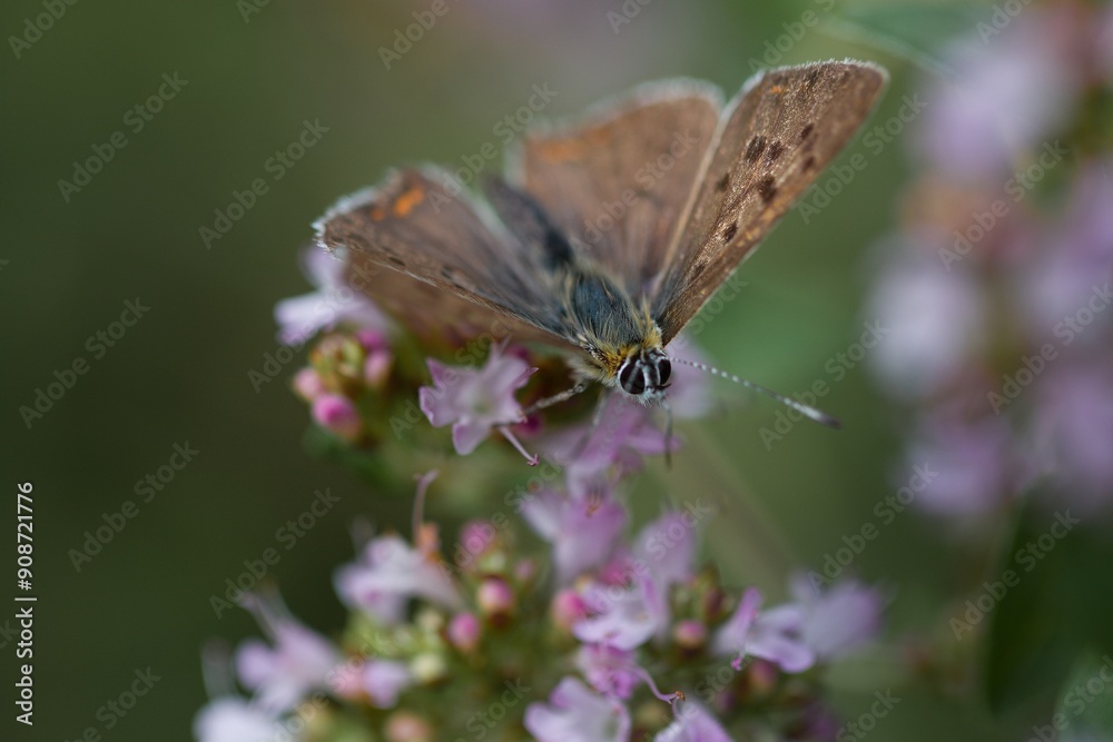 Lycaena tityrus, the sooty copper, is a butterfly of the family Lycaenidae, found in Europe. Lycaena tityrus, the sooty copper, is a butterfly of the family Lycaenidae, found in Europe.