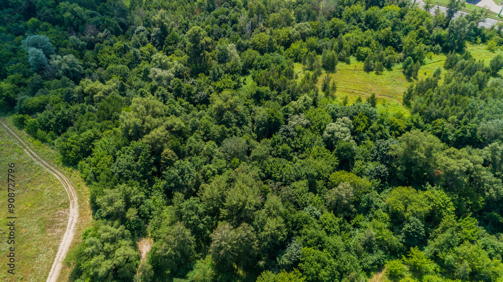 Aerial view summer forest in sunny day. Drone shot beautiful nature landscape, green trees Aerial view summer forest in sunny day. Drone shot beautiful nature landscape, green trees