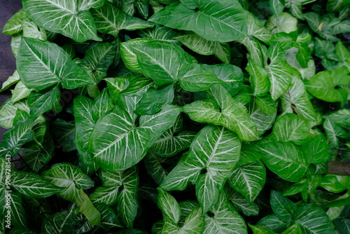 Syngonium podophyllum is a species of aroid that is a popular houseplant. arrowhead plant.