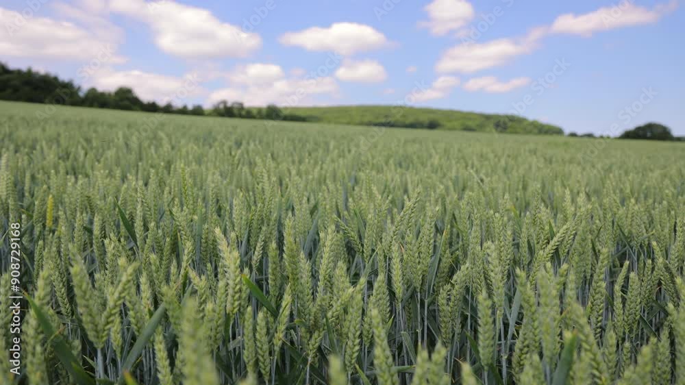 Green Wheat Field under Cloudy Sky, A lush green wheat field extends to the horizon under a sky filled with scattered clouds Green Wheat Field under Cloudy Sky, A lush green wheat field extends to the horizon under a sky filled with scattered clouds