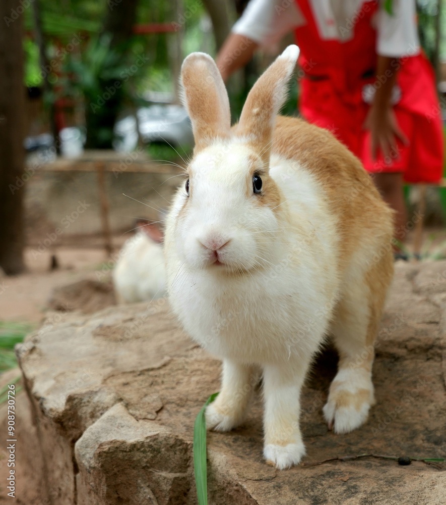 Lovely bunny  fluffy baby rabbit 
