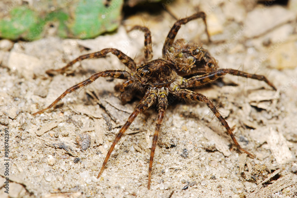 Female of wolf spider with newborn offspring on her abdomen Female of wolf spider with newborn offspring on her abdomen
