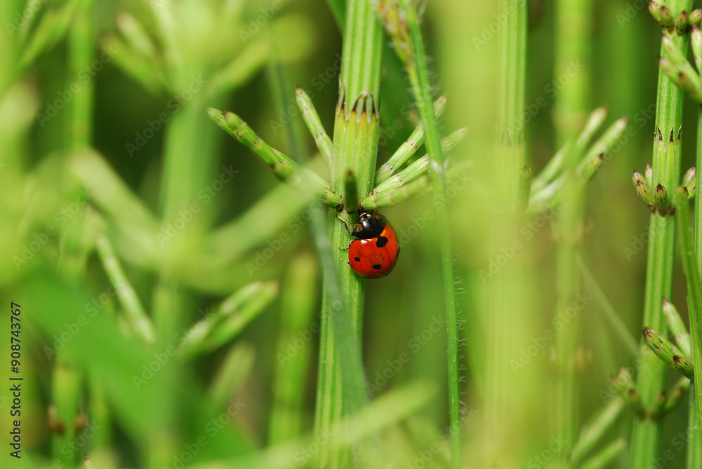 Fototapeta premium Ladybug in surraunding green sprouts of Equisetum arvense