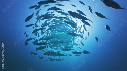 Underwater Scene of Mackerel Swarm Creating Bait Ball, Sunlight Illuminating Rapidly Spinning Fish