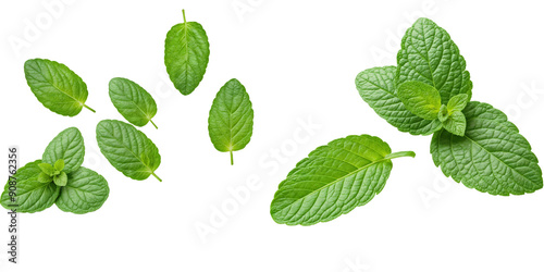 Falling mint leaves, spearmint, isolated on white background, full depth of field photo