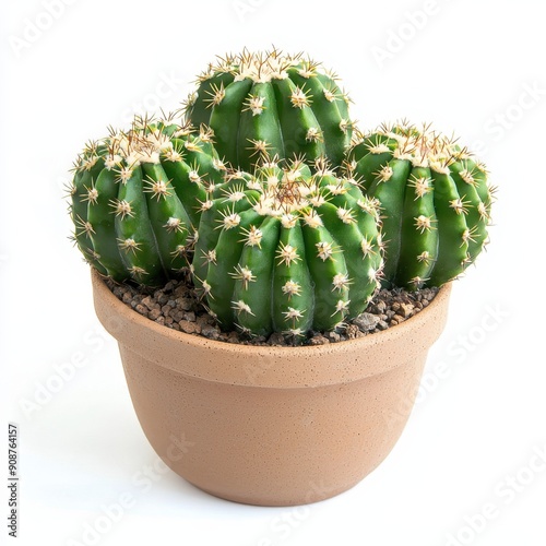 Button Cactus Cluster in Terracotta Pot Against White Background photo