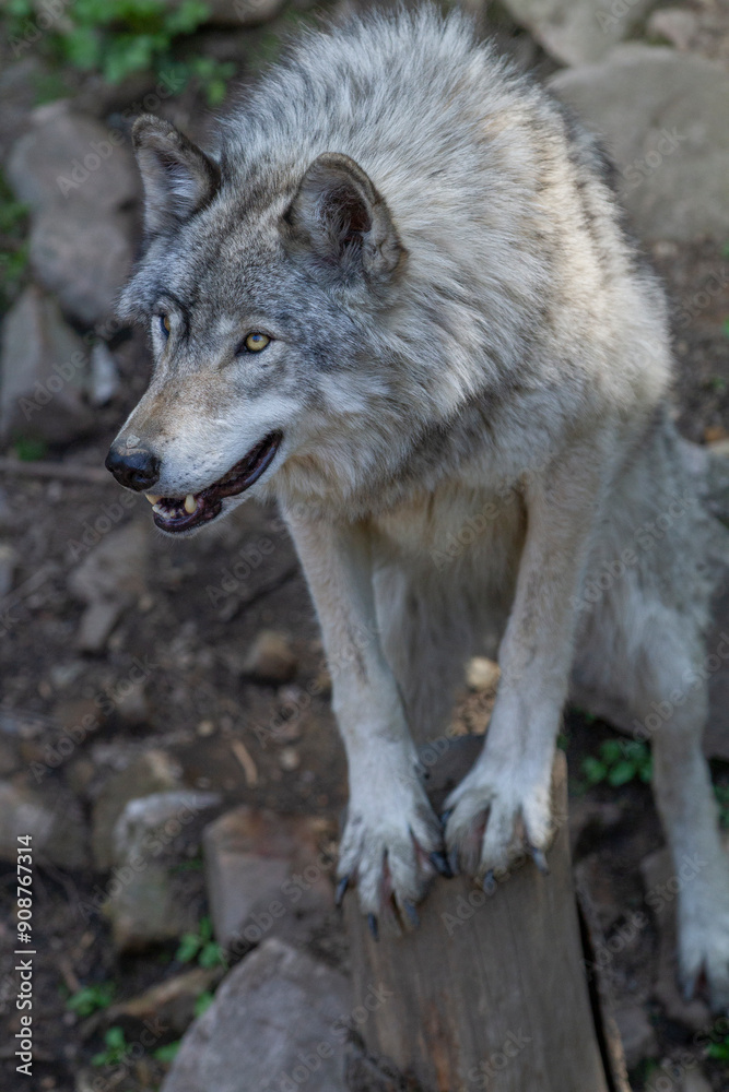 Lone grey wolf smiles, staring off into the forest. Lone grey wolf smiles, staring off into the forest.