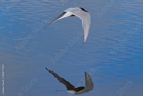 tern reflection