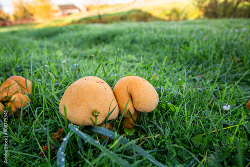 Natural autumn closeup on a colorful orange brown spectacular rustgill mushroom, Gymnopilus junonius on the forest floor photo