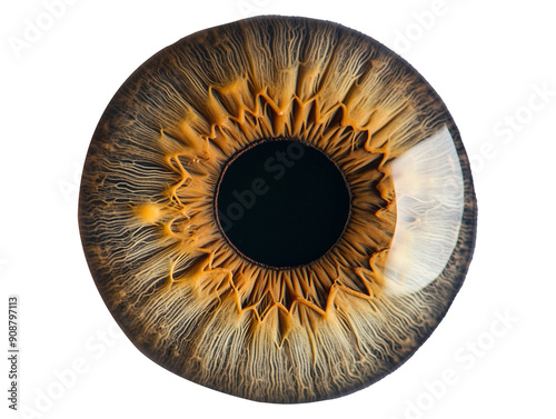 Brown eye iris