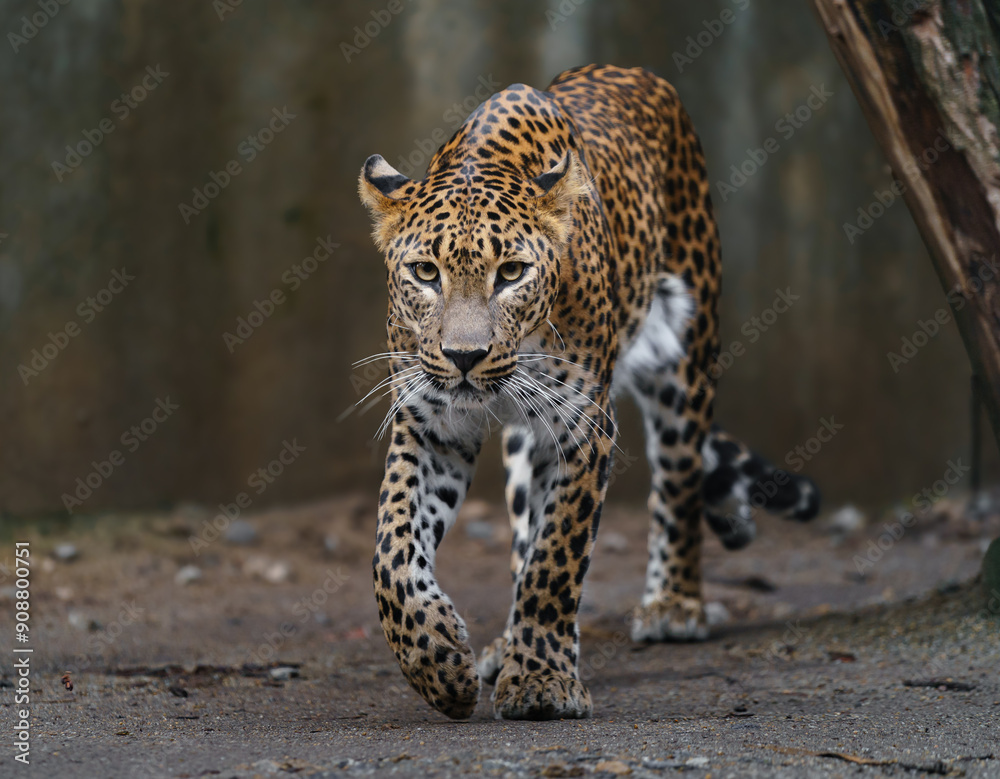 Portrait of Sri lankan leopard in zoo Portrait of Sri lankan leopard in zoo