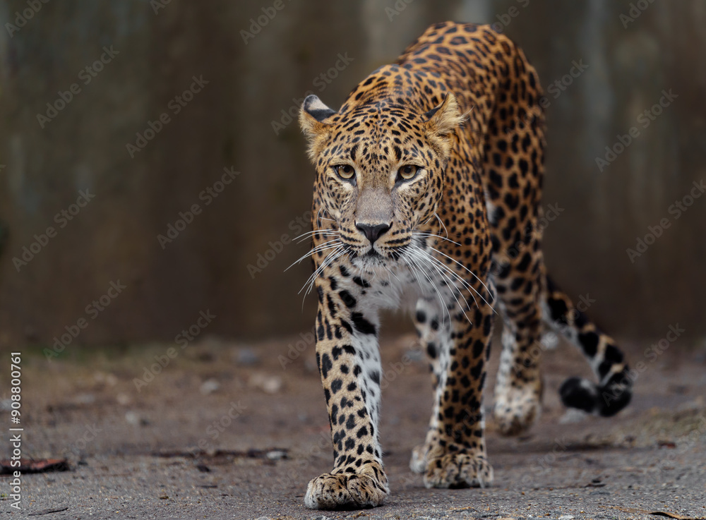 Fototapeta premium Portrait of Sri lankan leopard in zoo