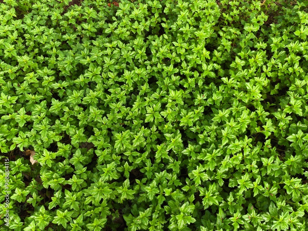 Green leaf background. leaves seen from above. tropical leaves. beautiful tropical plants. Green leaf background. leaves seen from above. tropical leaves. beautiful tropical plants.