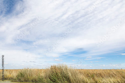 imagen que desprende un ambiente de serenidad y paz con una imagen de paisaje minimalistas con solo vegetación de rivera de rio, el horizonte y un gran cielo azul con nubes suaves