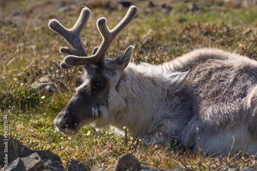resting reindeer