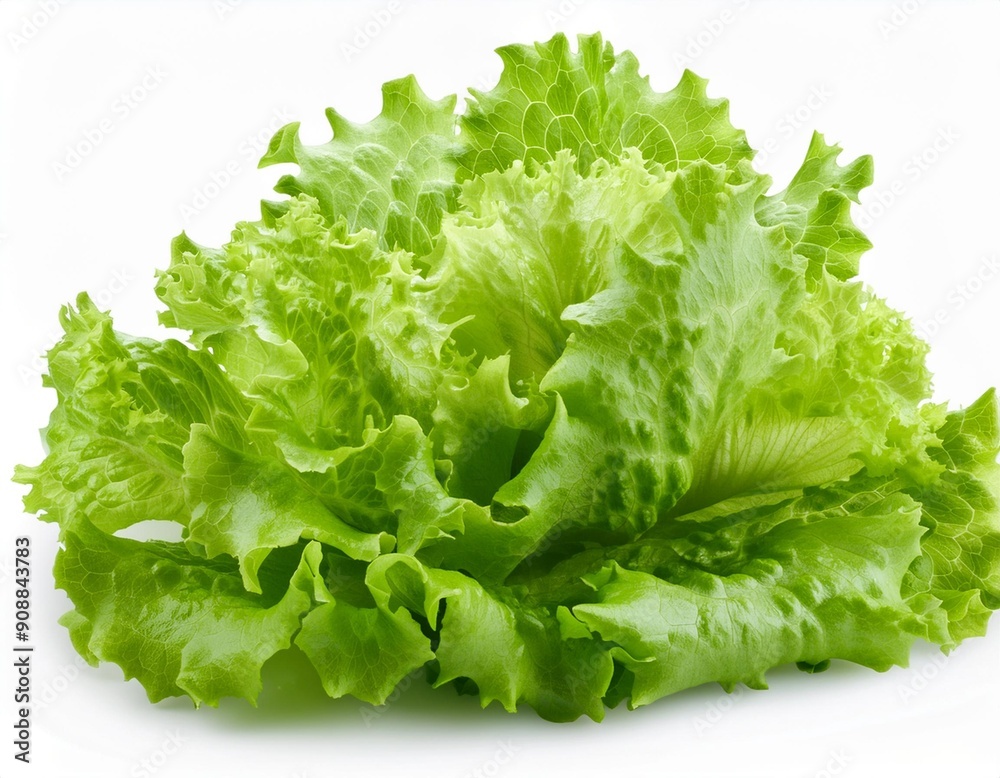 Green Leafy Lettuce Isolated on White Background, Clipping Path, Full Depth of Field Green Leafy Lettuce Isolated on White Background, Clipping Path, Full Depth of Field
