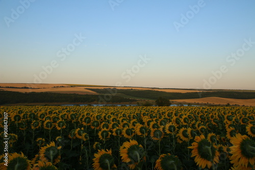 Scenic Landscape of Moldovan Countryside. Sunflower Field and Hills (Moldova)