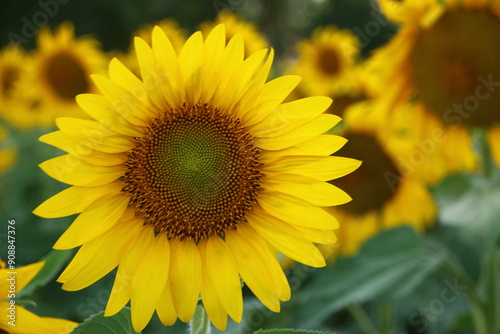 Beautiful Sunflower (Moldova)