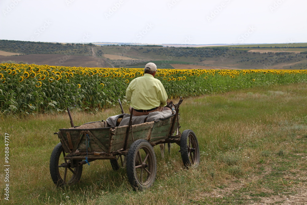 Obraz premium Man on a Wooden Cart in front of a Sunflower Field (Gagauzia, Moldova)