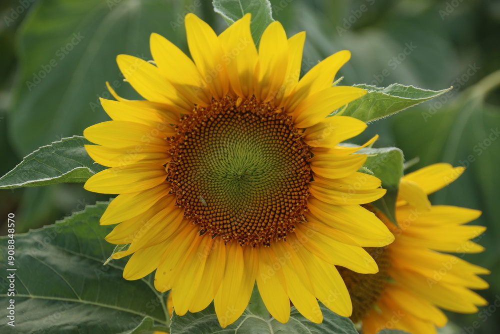 Fototapeta premium Sunflower in a Field in Moldova