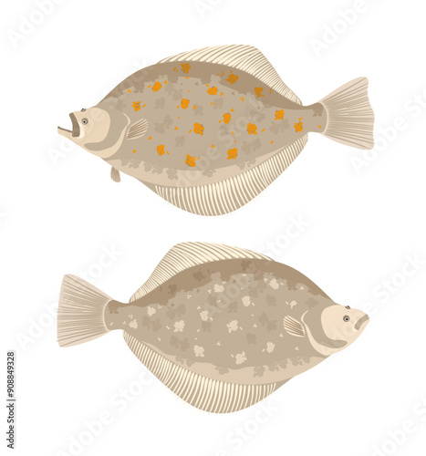 Halibut. Two fish isolated on a white background. Vector illustration in cartoon style.