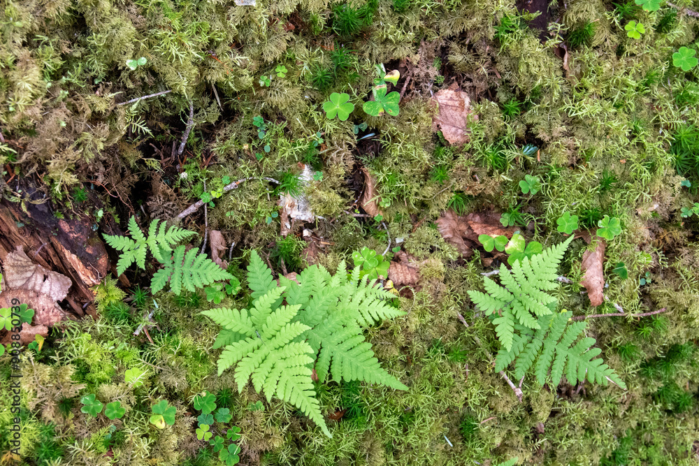 神秘的な苔と原生林 神秘的な苔と原生林