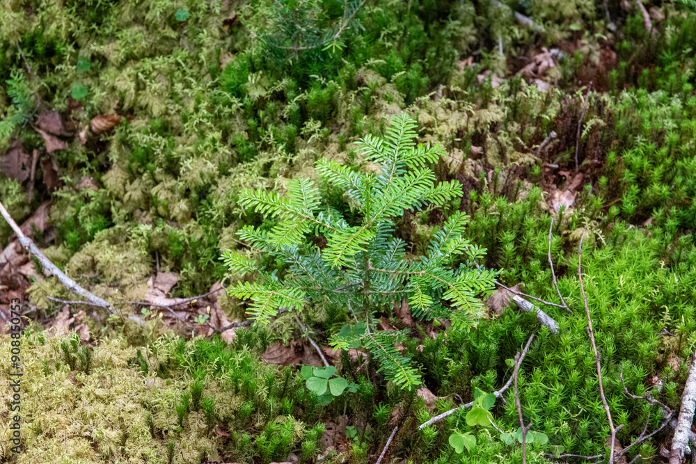 Obraz premium 神秘的な苔と原生林