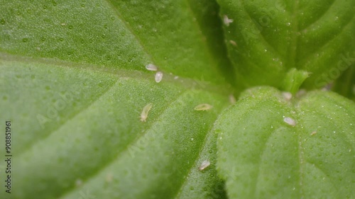 Thrips and mites together on basil