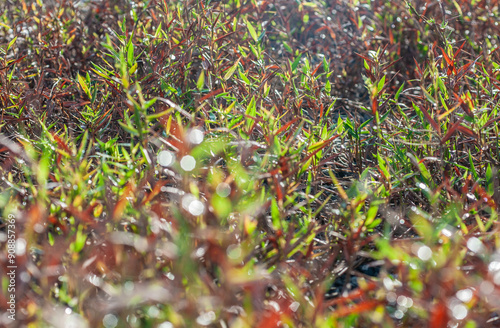 Red grass field