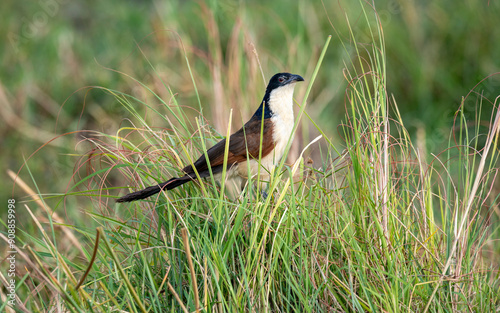 Coppery-tail coucal with a hefty bill. The head and tail usually look black, but can show a coppery or purplish sheen in certain light. Found in thick wetlands, especially papyrus. Fairly skulking photo