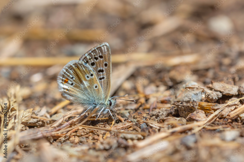 little blue butterfly picking minerals from the ground, Gavarnie Blue, Polyommatus pyrenaicus little blue butterfly picking minerals from the ground, Gavarnie Blue, Polyommatus pyrenaicus