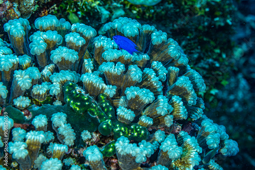 underwater stills corals indian ocean diving