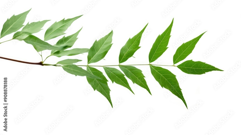 leaves isolated on white backgrounds